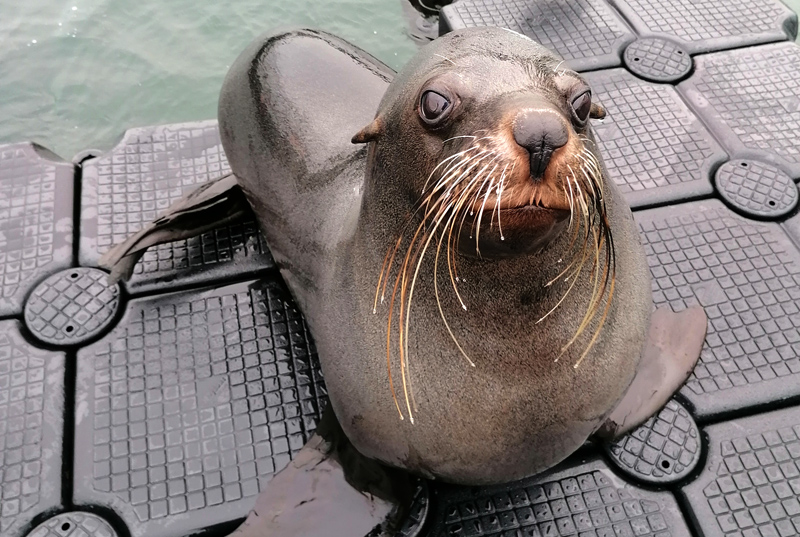 Fin Marine Science Center